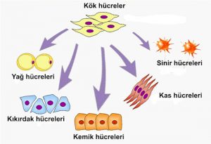 Kök hücre